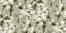 White Lily 9551W