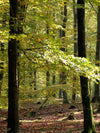 Autumn Forest  C041601-8  Mr Perswall Wallpaper