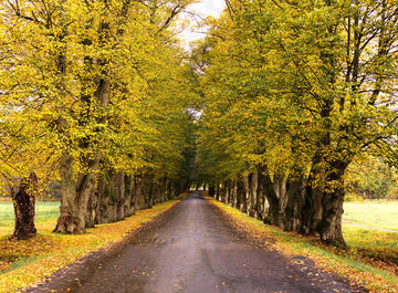 Fallen Leaves c040901-8 Mr Perswall Wallpaper