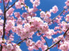 Cherry Blossom c041301-8 Mr Perswall Wallpaper