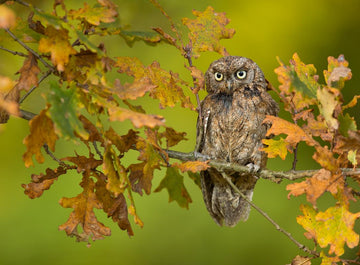 Eurasian Scops Owl c170115-8 Mr Perswall Wallpaper