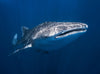 Whale Shark c170118-8 Mr Perswall Wallpaper