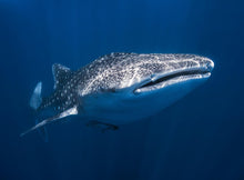 Whale Shark c170118-8 Mr Perswall Wallpaper