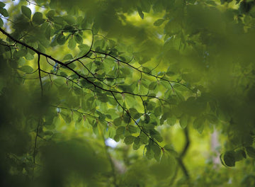 Green leaves DM322-1 Mr Perswall Wallpaper