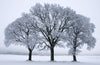 Sitting in a tree P020502-9 Mr Perswall Wallpaper