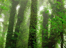 Rainforest P111701-8 Mr Perswall Wallpaper