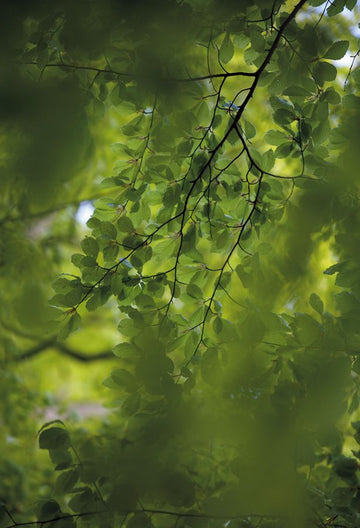 Green leaves DM322-2 Mr Perswall Wallpaper